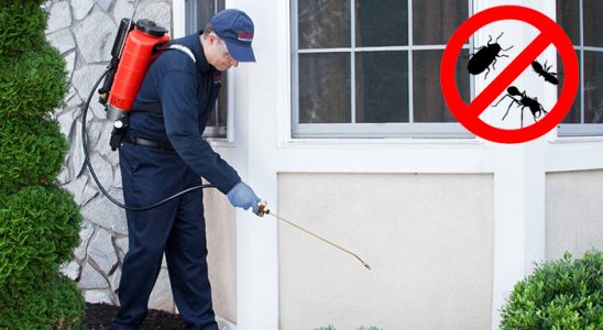 Doğanyurt Fare İlaçlama böcek ilaçlama ve haşere kontrolü — ilaclama-tr.com